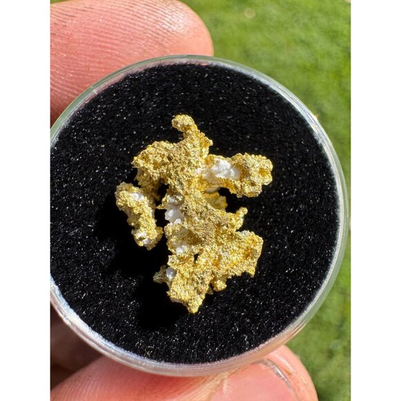 California Native Gold Crystal - 1.57 grams - Picture 5 of 5